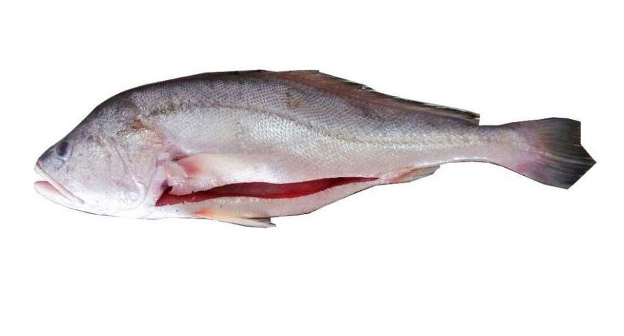 White Drum